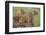 Three Lion Cubs, Ngorongoro Conservation Area, Tanzania-James Heupel-Framed Photographic Print