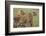 Three Lion Cubs, Ngorongoro Conservation Area, Tanzania-James Heupel-Framed Photographic Print