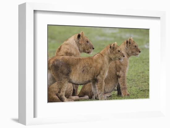 Three Lion Cubs, Ngorongoro Conservation Area, Tanzania-James Heupel-Framed Photographic Print