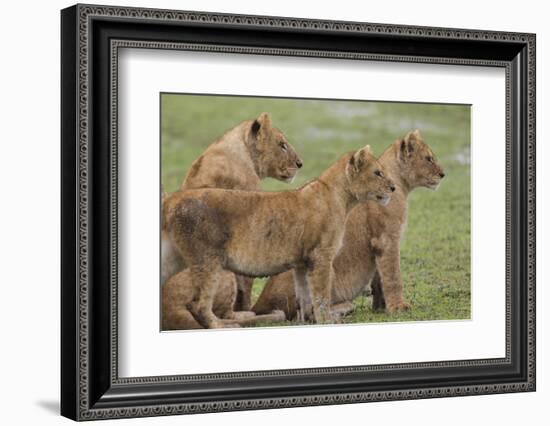 Three Lion Cubs, Ngorongoro Conservation Area, Tanzania-James Heupel-Framed Photographic Print