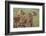 Three Lion Cubs, Ngorongoro Conservation Area, Tanzania-James Heupel-Framed Photographic Print