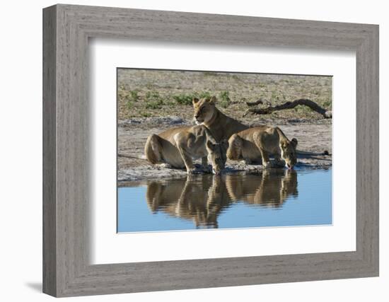 Three lionesses (Panthera leo) at waterhole, Botswana, Africa-Sergio Pitamitz-Framed Photographic Print