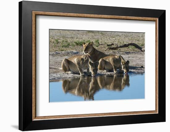 Three lionesses (Panthera leo) at waterhole, Botswana, Africa-Sergio Pitamitz-Framed Photographic Print