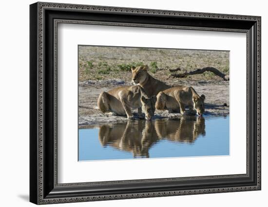 Three lionesses (Panthera leo) at waterhole, Botswana, Africa-Sergio Pitamitz-Framed Photographic Print