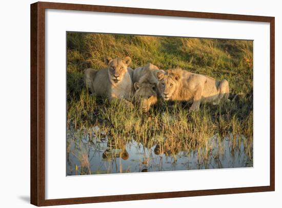 Three Lions Drinking from Pond-Sheila Haddad-Framed Photographic Print