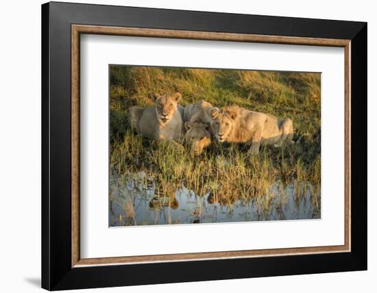 Three Lions Drinking from Pond-Sheila Haddad-Framed Photographic Print