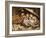 Three Little Kittens, 1883-Joseph Clark-Framed Giclee Print