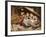 Three Little Kittens, 1883-Joseph Clark-Framed Giclee Print