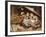 Three Little Kittens, 1883-Joseph Clark-Framed Giclee Print