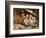 Three Little Kittens, 1883-Joseph Clark-Framed Giclee Print