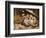 Three Little Kittens, 1883-Joseph Clark-Framed Giclee Print