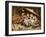 Three Little Kittens, 1883-Joseph Clark-Framed Giclee Print