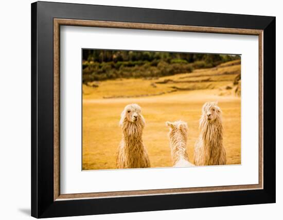 Three Llamas, Sacsayhuaman Ruins, Cusco, Peru, South America-Laura Grier-Framed Photographic Print