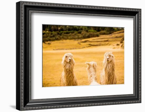 Three Llamas, Sacsayhuaman Ruins, Cusco, Peru, South America-Laura Grier-Framed Photographic Print