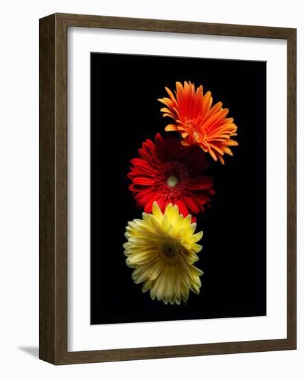 Three Luminous Daises-George Oze-Framed Photographic Print