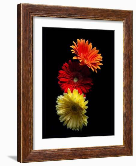 Three Luminous Daises-George Oze-Framed Photographic Print