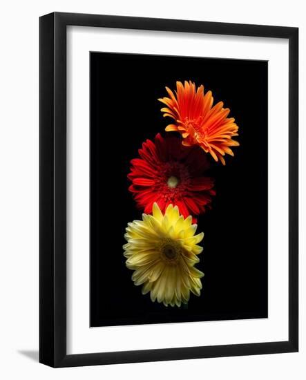 Three Luminous Daises-George Oze-Framed Photographic Print