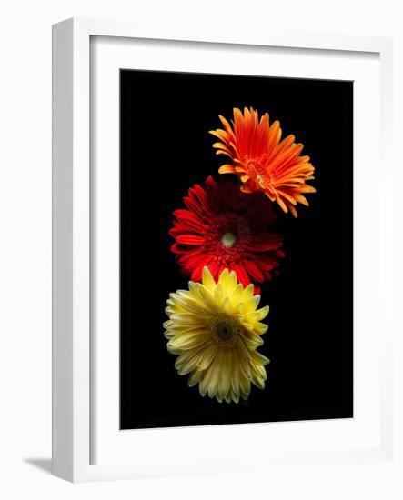 Three Luminous Daises-George Oze-Framed Photographic Print