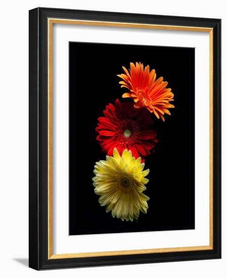 Three Luminous Daises-George Oze-Framed Photographic Print