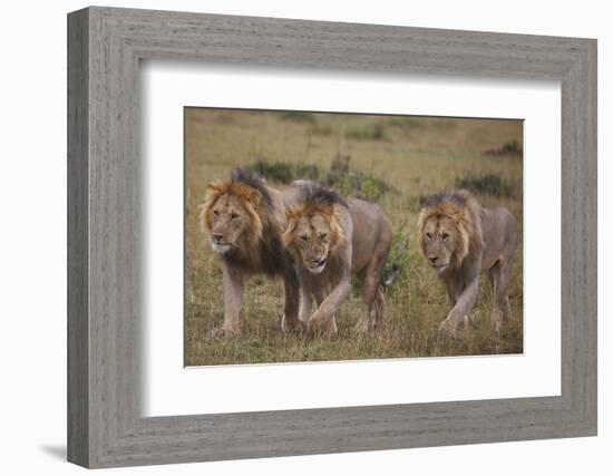 Three Male Lions on the Serengeti Plains-W. Perry Conway-Framed Photographic Print