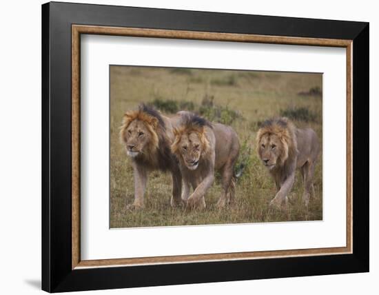 Three Male Lions on the Serengeti Plains-W. Perry Conway-Framed Photographic Print