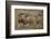 Three Male Lions on the Serengeti Plains-W. Perry Conway-Framed Photographic Print