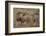 Three Male Lions on the Serengeti Plains-W. Perry Conway-Framed Photographic Print