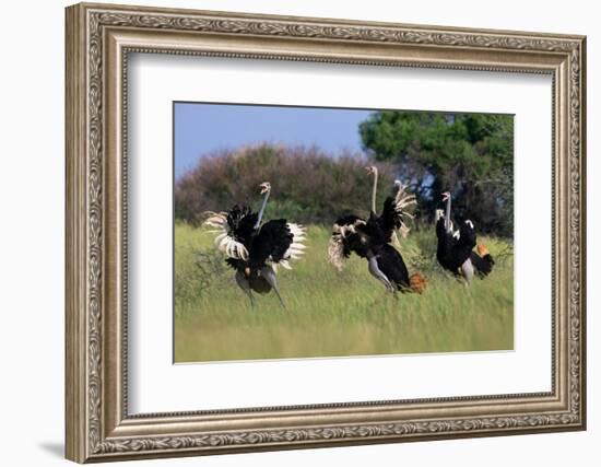 Three male Ostriches flapping wings in aggressive display-Ann & Steve Toon-Framed Photographic Print