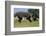 Three male Ostriches flapping wings in aggressive display-Ann & Steve Toon-Framed Photographic Print