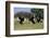 Three male Ostriches flapping wings in aggressive display-Ann & Steve Toon-Framed Photographic Print