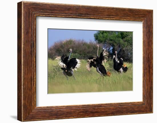 Three male Ostriches flapping wings in aggressive display-Ann & Steve Toon-Framed Photographic Print