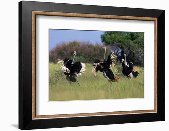 Three male Ostriches flapping wings in aggressive display-Ann & Steve Toon-Framed Photographic Print