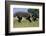 Three male Ostriches flapping wings in aggressive display-Ann & Steve Toon-Framed Photographic Print