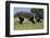 Three male Ostriches flapping wings in aggressive display-Ann & Steve Toon-Framed Photographic Print
