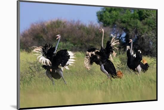 Three male Ostriches flapping wings in aggressive display-Ann & Steve Toon-Mounted Photographic Print