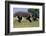 Three male Ostriches flapping wings in aggressive display-Ann & Steve Toon-Framed Photographic Print