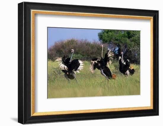 Three male Ostriches flapping wings in aggressive display-Ann & Steve Toon-Framed Photographic Print