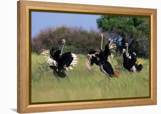 Three male Ostriches flapping wings in aggressive display-Ann & Steve Toon-Framed Premier Image Canvas