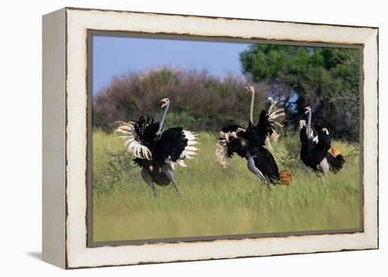 Three male Ostriches flapping wings in aggressive display-Ann & Steve Toon-Framed Premier Image Canvas