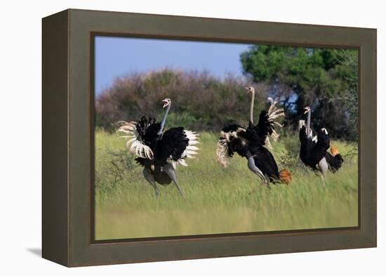 Three male Ostriches flapping wings in aggressive display-Ann & Steve Toon-Framed Premier Image Canvas