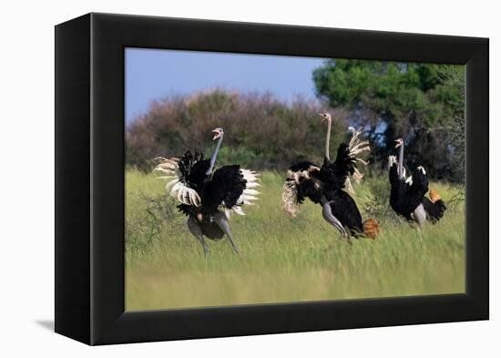 Three male Ostriches flapping wings in aggressive display-Ann & Steve Toon-Framed Premier Image Canvas