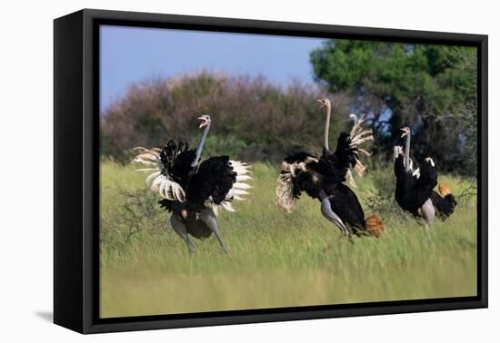 Three male Ostriches flapping wings in aggressive display-Ann & Steve Toon-Framed Premier Image Canvas