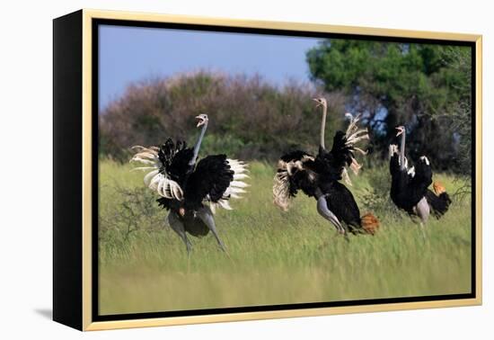 Three male Ostriches flapping wings in aggressive display-Ann & Steve Toon-Framed Premier Image Canvas
