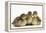 Three Mallard (Anas Platyrhynchos) Ducklings, 1 Week Old, Captive-Mark Taylor-Framed Premier Image Canvas