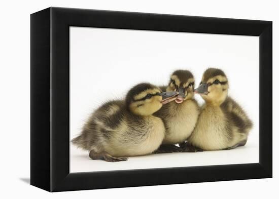 Three Mallard (Anas Platyrhynchos) Ducklings, 1 Week Old, Captive-Mark Taylor-Framed Premier Image Canvas