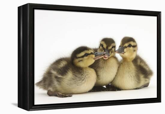 Three Mallard (Anas Platyrhynchos) Ducklings, 1 Week Old, Captive-Mark Taylor-Framed Premier Image Canvas