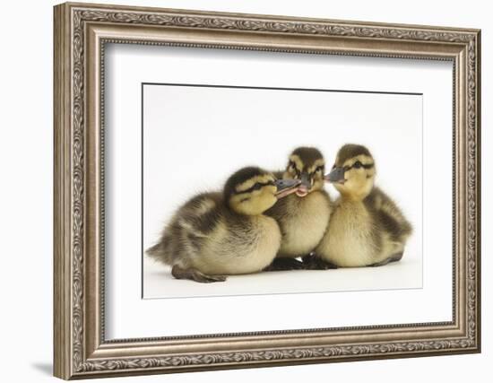 Three Mallard (Anas Platyrhynchos) Ducklings, 1 Week Old, Captive-Mark Taylor-Framed Photographic Print