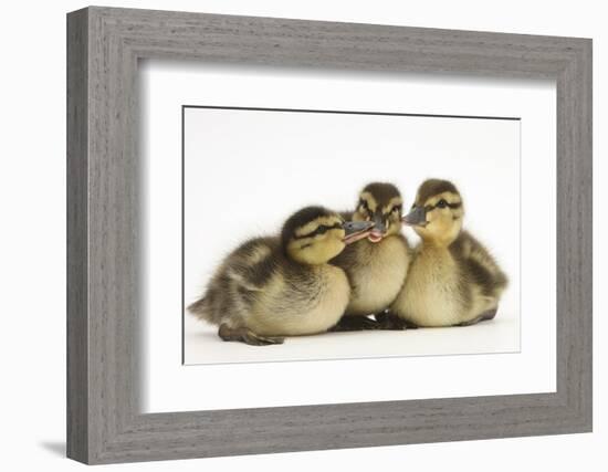 Three Mallard (Anas Platyrhynchos) Ducklings, 1 Week Old, Captive-Mark Taylor-Framed Photographic Print