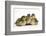 Three Mallard (Anas Platyrhynchos) Ducklings, 1 Week Old, Captive-Mark Taylor-Framed Photographic Print