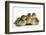 Three Mallard (Anas Platyrhynchos) Ducklings, 1 Week Old, Captive-Mark Taylor-Framed Photographic Print